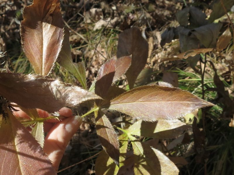Atractylodes lancea, photographed by Repina Tatyana