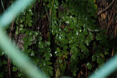 Adiantum monochlamys, photographed by harum.koh