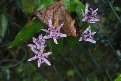 Tricyrtis hirta, photographed by harum.koh