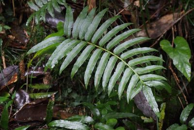 Plagiogyria japonica, photographed by harum.koh