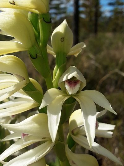 Megastylis gigas, photographed by naturewatchwidow