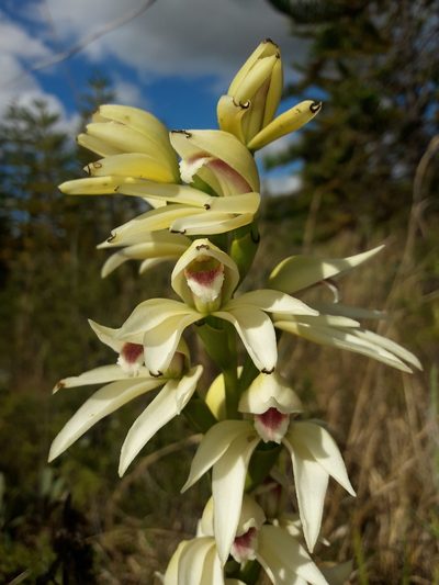 Megastylis gigas, photographed by naturewatchwidow
