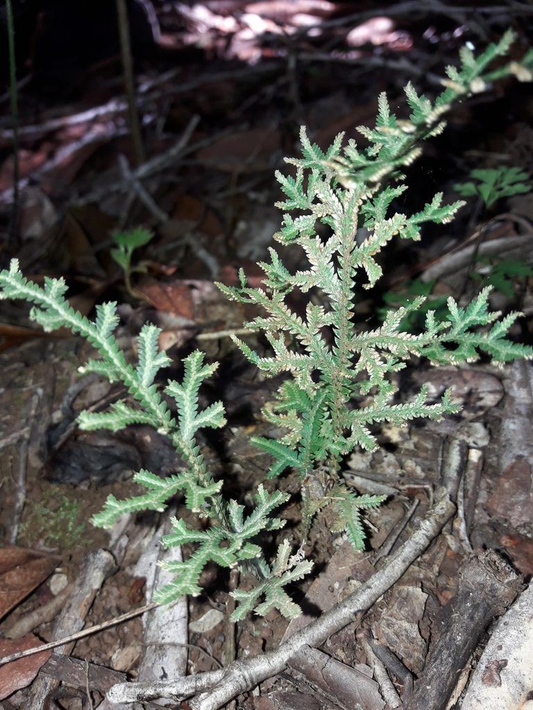 Selaginella neocaledonica, photographed by naturewatchwidow