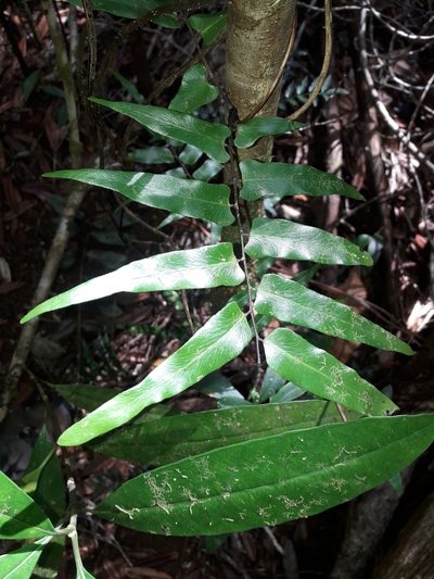 Lygodium reticulatum, photographed by naturewatchwidow