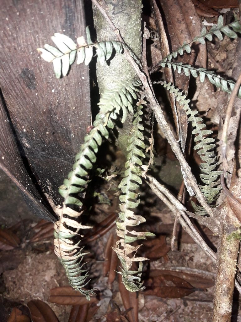 Ctenopterella lasiostipes, photographed by naturewatchwidow