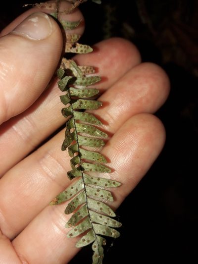 Ctenopterella lasiostipes, photographed by naturewatchwidow