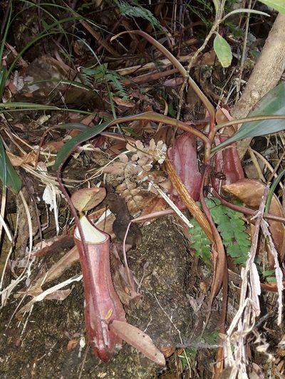 Nepenthes vieillardii, photographed by naturewatchwidow