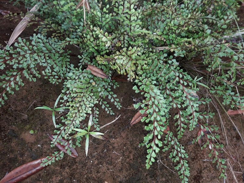 Odontosoria alutacea, photographed by naturewatchwidow