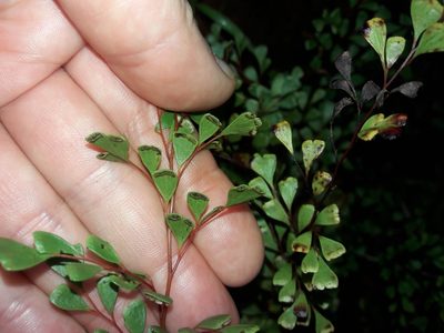 Odontosoria alutacea, photographed by naturewatchwidow
