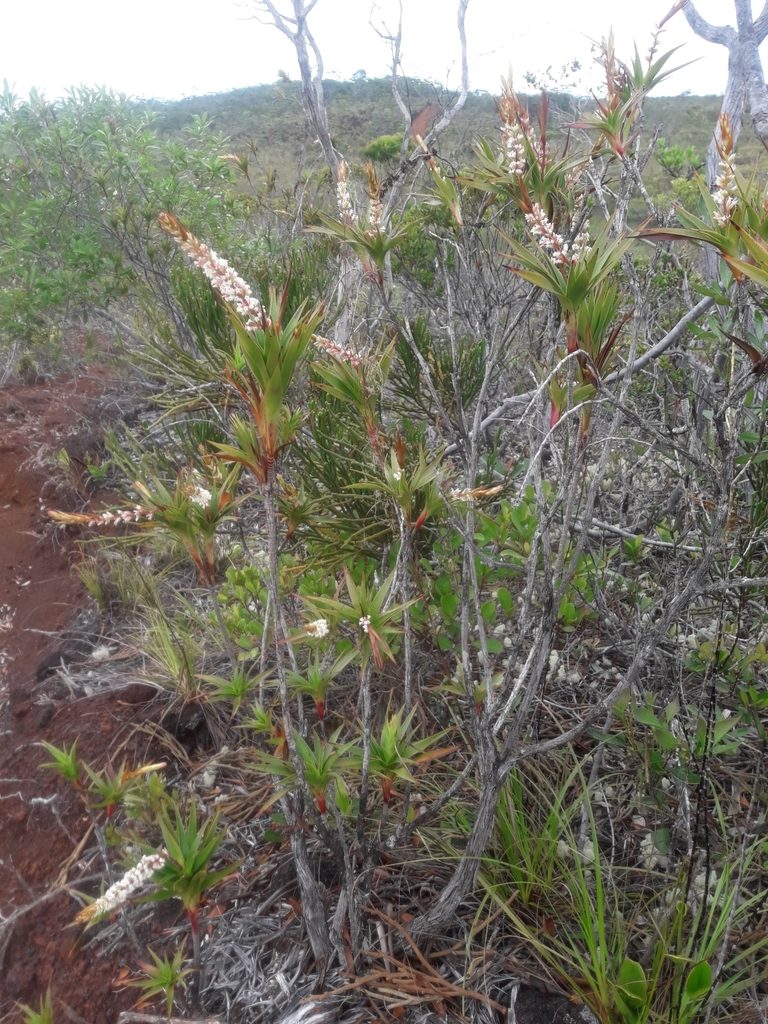 Dracophyllum ramosum, photographed by naturewatchwidow