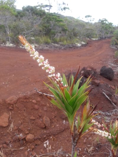 Dracophyllum ramosum, photographed by naturewatchwidow