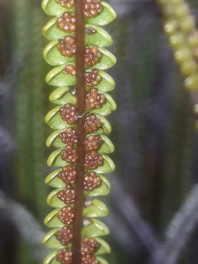 Stromatopteris moniliformis, photographed by naturewatchwidow