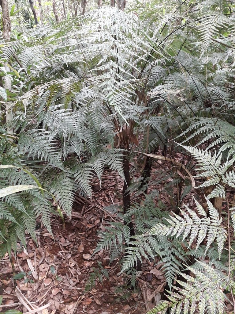 Saccoloma firmum, photographed by naturewatchwidow