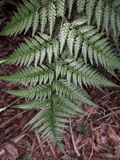 Saccoloma firmum, photographed by naturewatchwidow