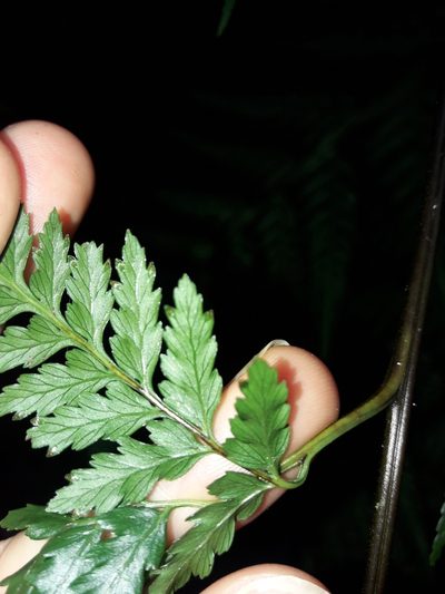 Saccoloma firmum, photographed by naturewatchwidow