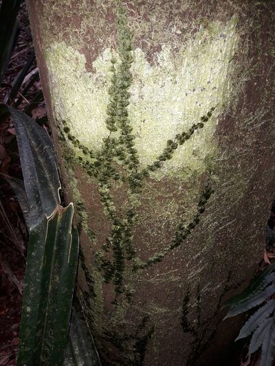 Didymoglossum tahitense, photographed by naturewatchwidow