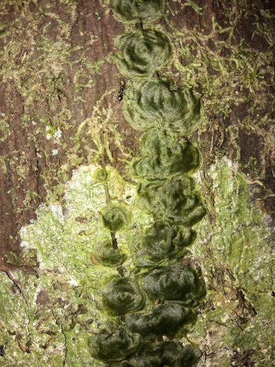 Didymoglossum tahitense, photographed by naturewatchwidow