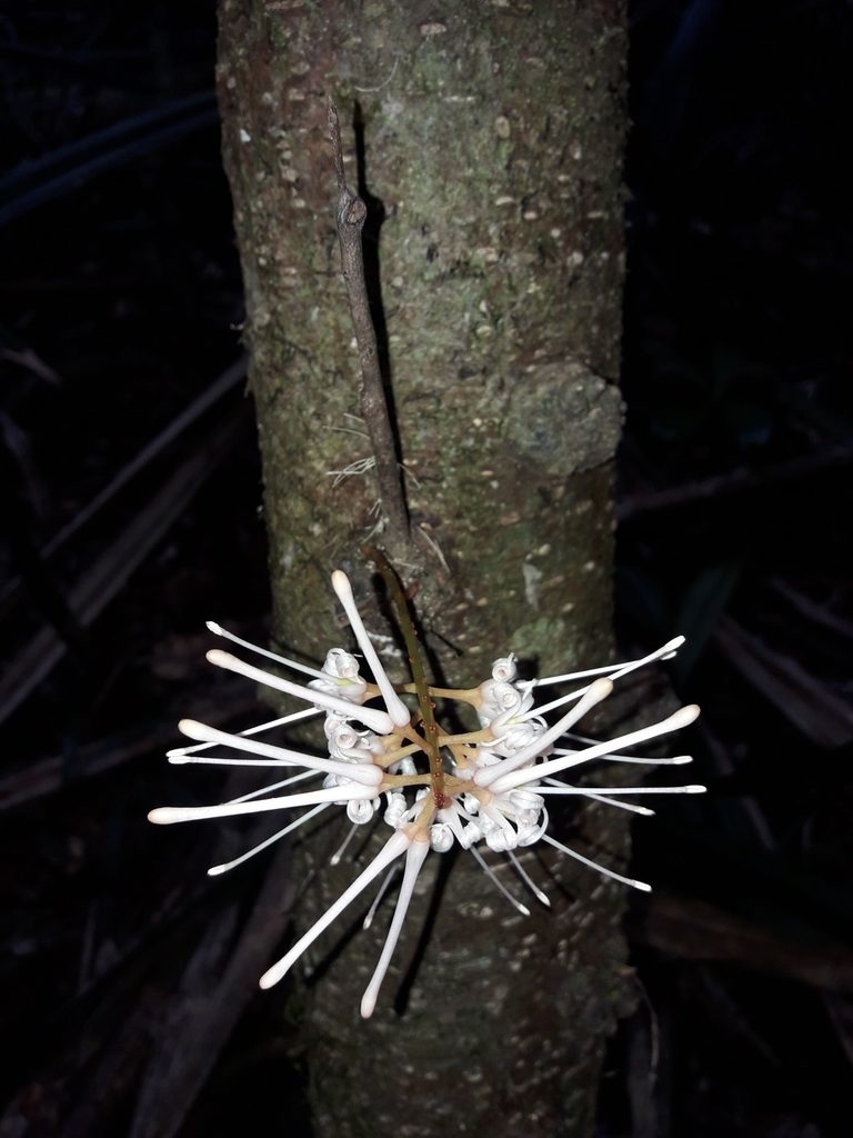 Virotia francii, photographed by naturewatchwidow