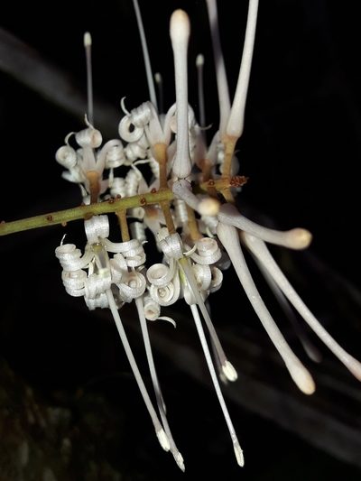 Virotia francii, photographed by naturewatchwidow