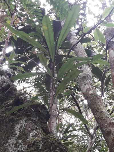 Virotia francii, photographed by naturewatchwidow
