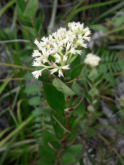 Normandia neocaledonica, photographed by naturewatchwidow