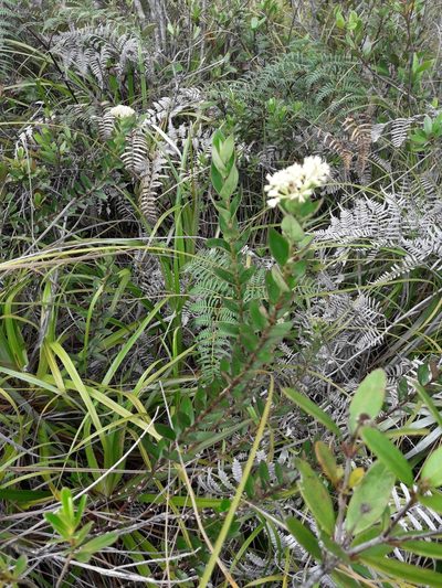 Normandia neocaledonica, photographed by naturewatchwidow