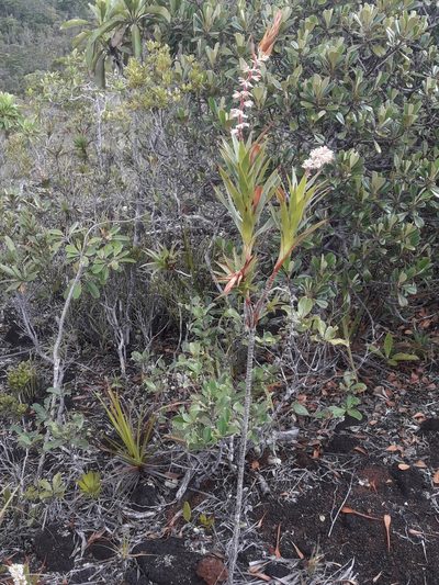 Dracophyllum ramosum, photographed by naturewatchwidow