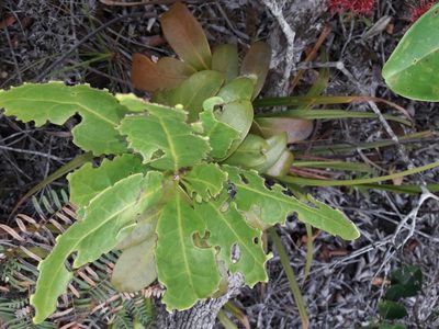 Amyema scandens, photographed by naturewatchwidow