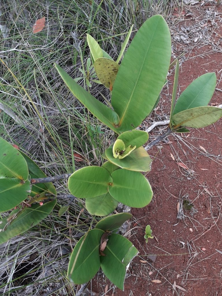 Garcinia amplexicaulis, photographed by naturewatchwidow