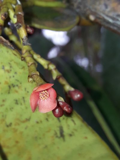 Garcinia amplexicaulis, photographed by naturewatchwidow