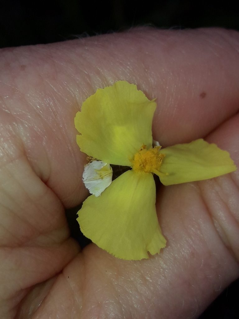Xyris neocaledonica, photographed by naturewatchwidow