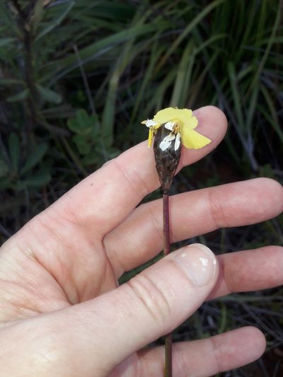Xyris neocaledonica, photographed by naturewatchwidow
