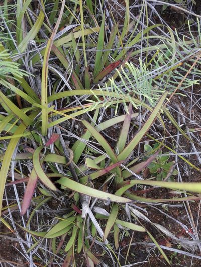 Xyris neocaledonica, photographed by naturewatchwidow
