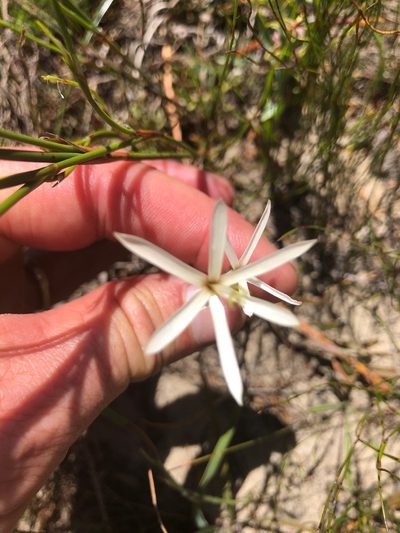 Geissorhiza tenella, photographed by Sean Privett