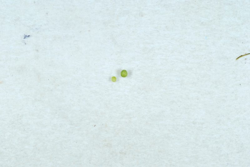 Wolffia columbiana, photographed by Douglas Goldman