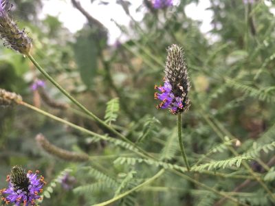 Dalea leporina, photographed by Luis F. Ramírez