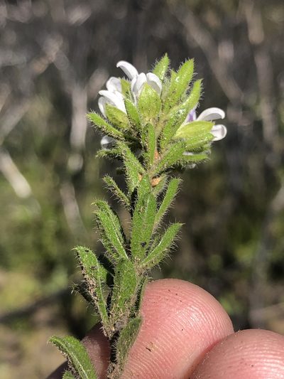 Psoralea saxosa, photographed by Dave U