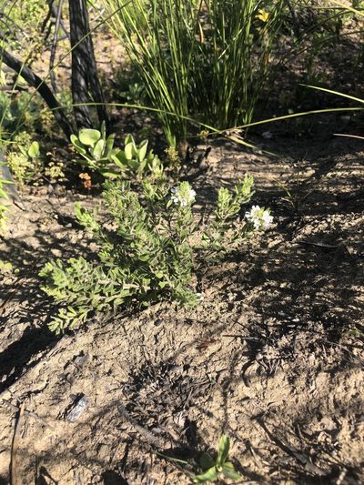 Psoralea saxosa, photographed by Dave U