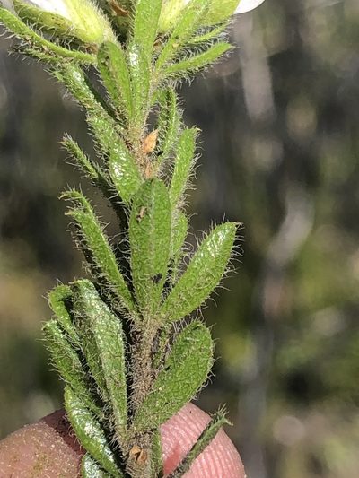 Psoralea saxosa, photographed by Dave U