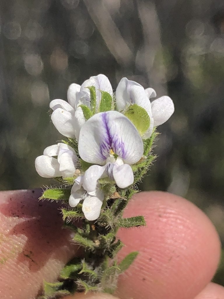 Psoralea saxosa, photographed by Dave U