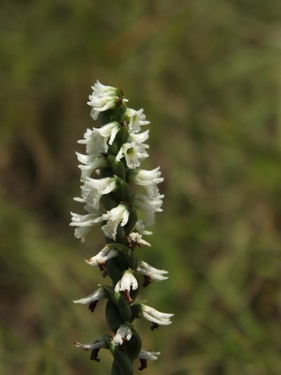 Spiranthes flexuosa, photographed by Siddarth Machado