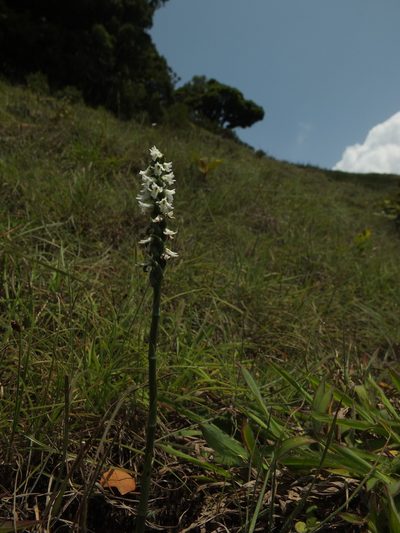 Spiranthes flexuosa, photographed by Siddarth Machado