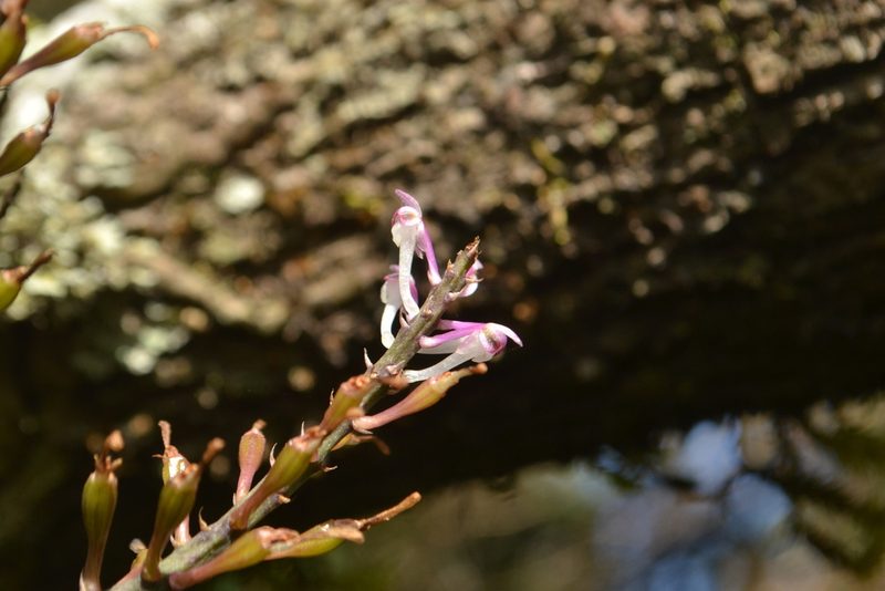 Cleisostomopsis roseus, photographed by Siddarth Machado