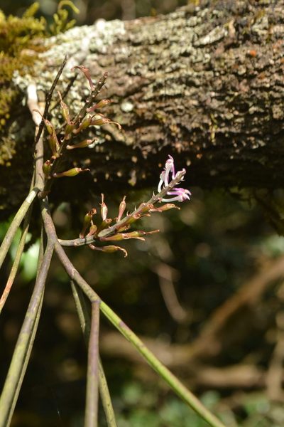 Cleisostomopsis roseus, photographed by Siddarth Machado