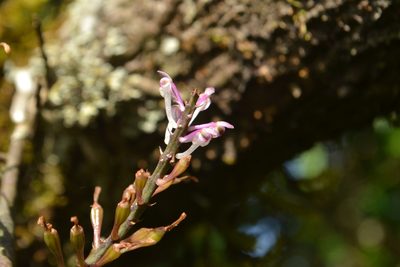 Cleisostomopsis roseus, photographed by Siddarth Machado