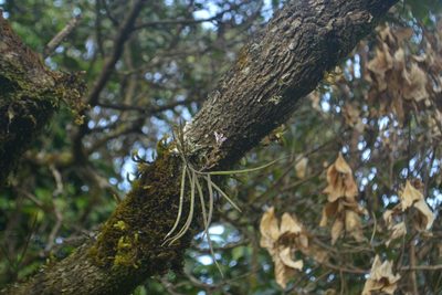 Cleisostomopsis roseus, photographed by Siddarth Machado