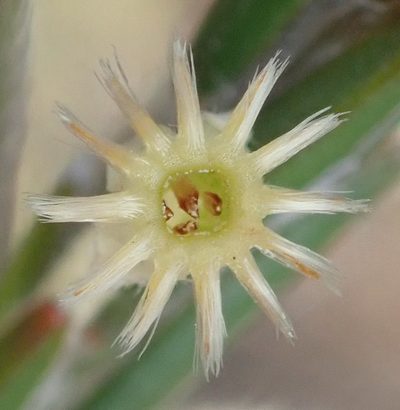 Struthiola fasciata, photographed by Nicola van Berkel