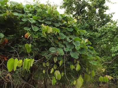 Phanera vahlii, photographed by Siddarth Machado