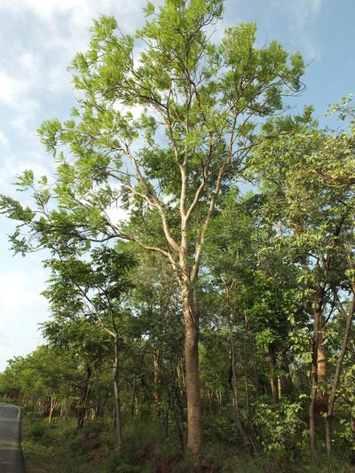 Boswellia serrata, photographed by Siddarth Machado