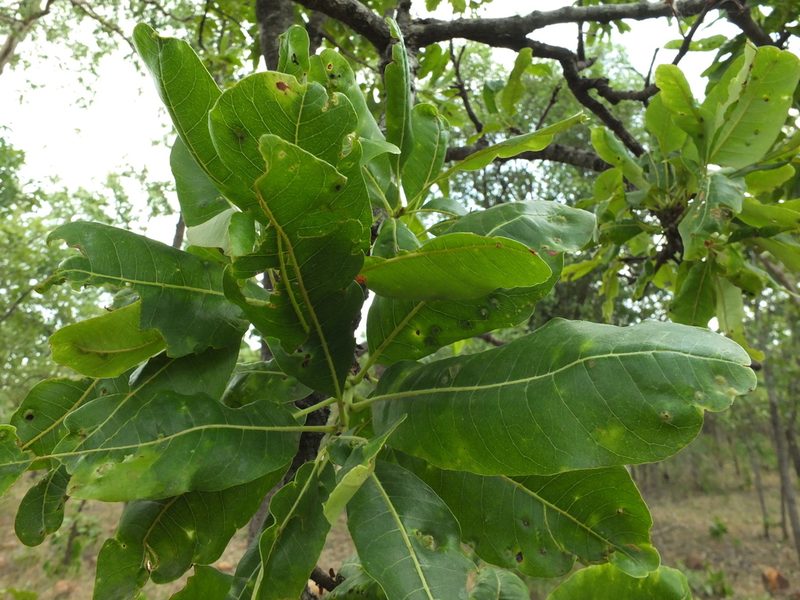 Buchanania axillaris, photographed by Siddarth Machado